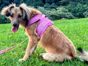 Cachorro raça SRD-ViraLata idade 7 a 11 meses nome Sorte 