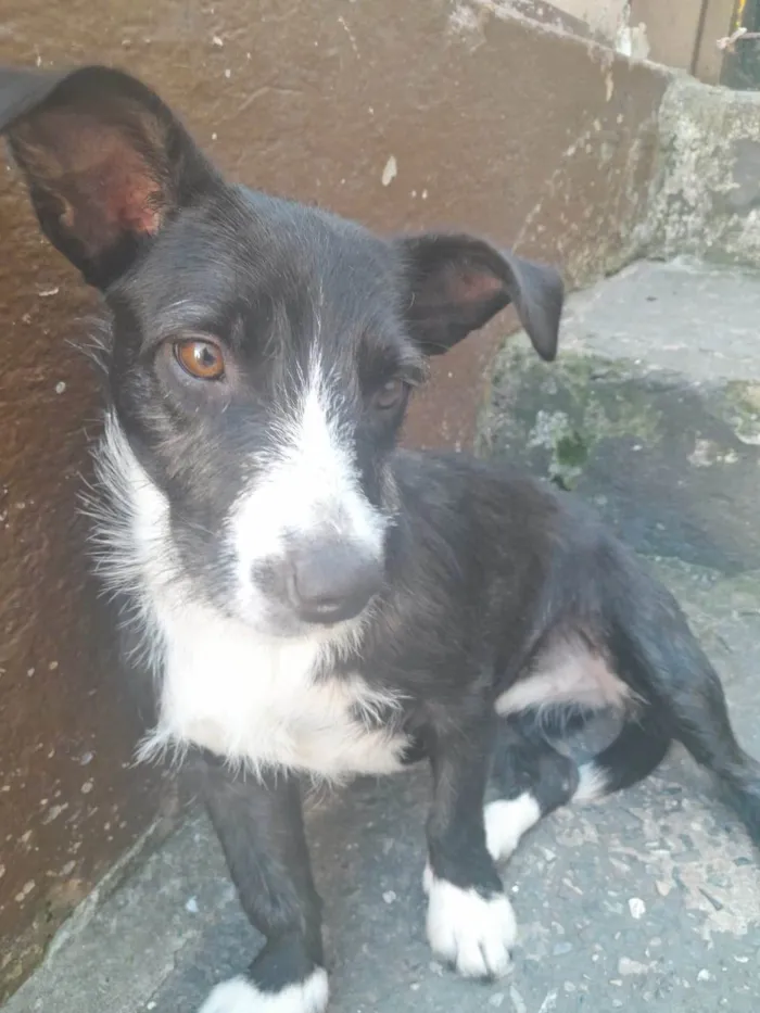 Cachorro ra a SRD-ViraLata idade 1 ano nome Violeta