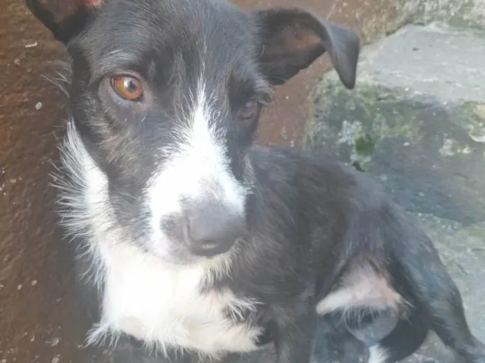 Cachorro ra a SRD-ViraLata idade 1 ano nome Violeta