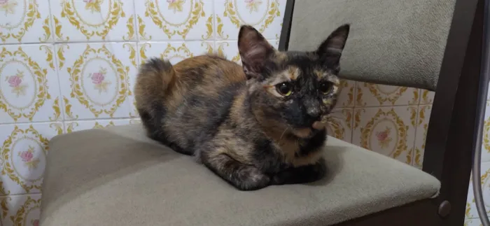 Gato ra a Srd idade 7 a 11 meses nome Panceta