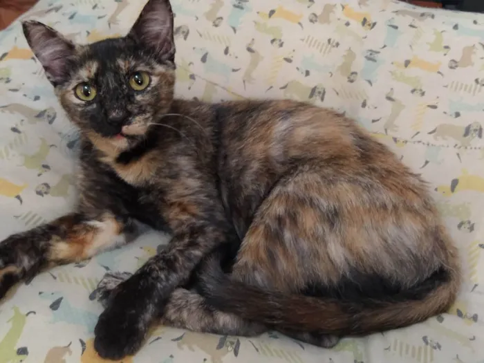 Gato ra a Srd idade 7 a 11 meses nome Panceta