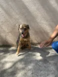 PITICO
