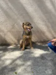 PITICO