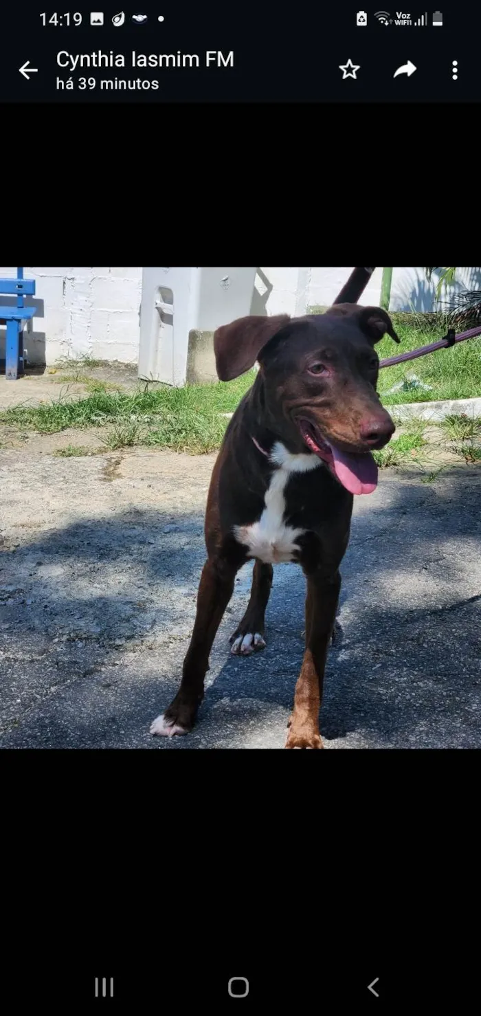 Cachorro ra a SRD-ViraLata idade 2 anos nome Toblerone