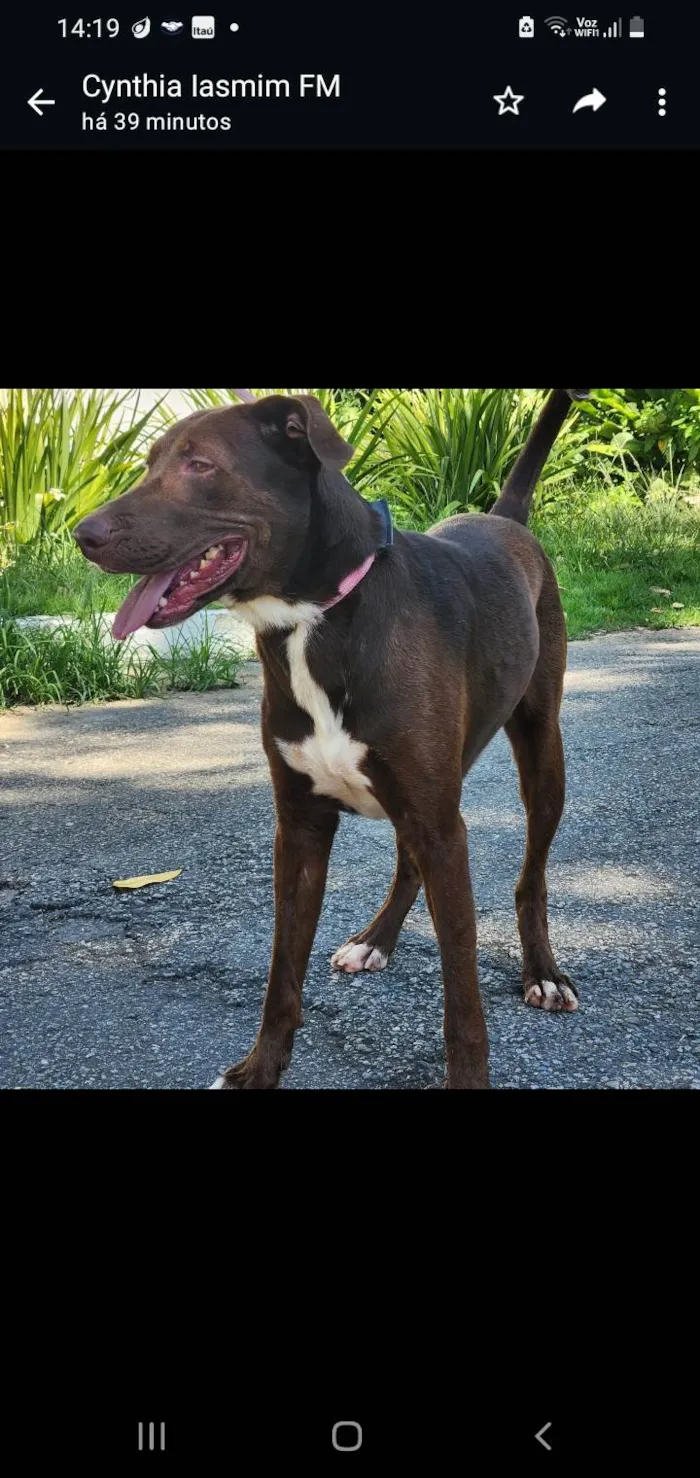 Cachorro ra a SRD-ViraLata idade 2 anos nome Toblerone
