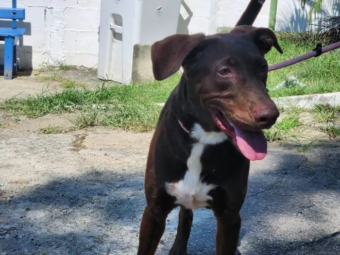 Cachorro ra a SRD-ViraLata idade 2 anos nome Toblerone