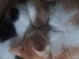 Bebelzinha e Trix