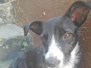 Cachorro raça SRD-ViraLata idade 1 ano nome Violeta