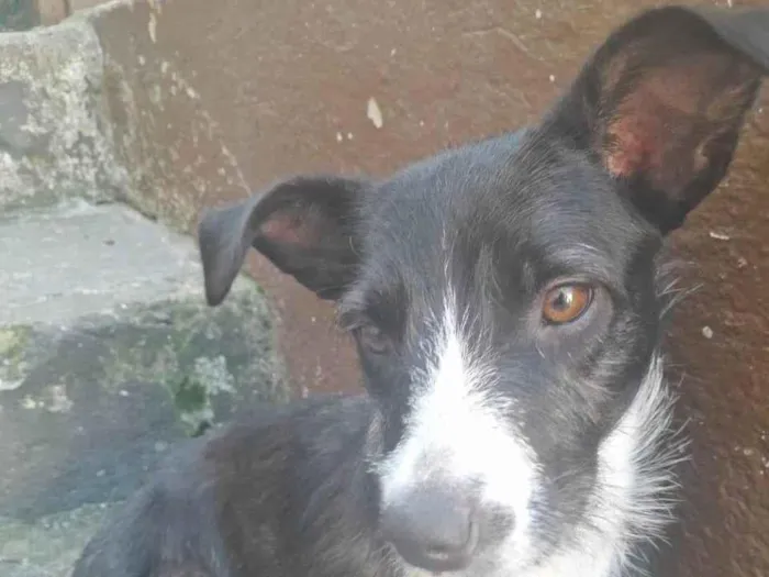 Cachorro ra a SRD-ViraLata idade 1 ano nome Violeta