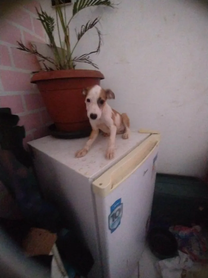 Cachorro ra a SRD-ViraLata idade 2 a 6 meses nome Serena