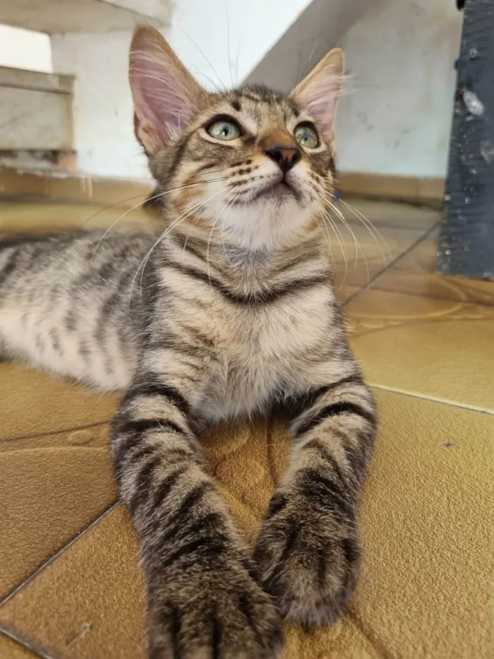 Gato ra a Srd idade 2 a 6 meses nome Monty