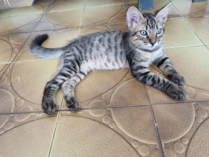 Gato ra a Srd idade 2 a 6 meses nome Monty