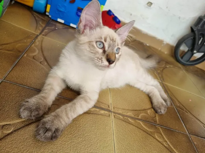 Gato ra a Srd idade 2 a 6 meses nome Duquesa