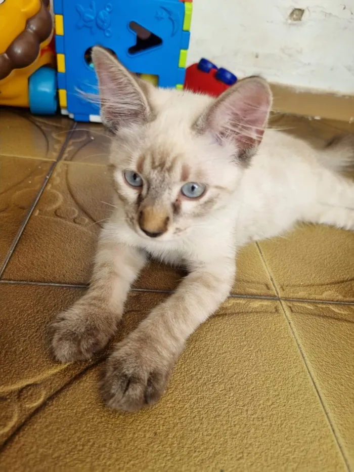Gato ra a Srd idade 2 a 6 meses nome Duquesa