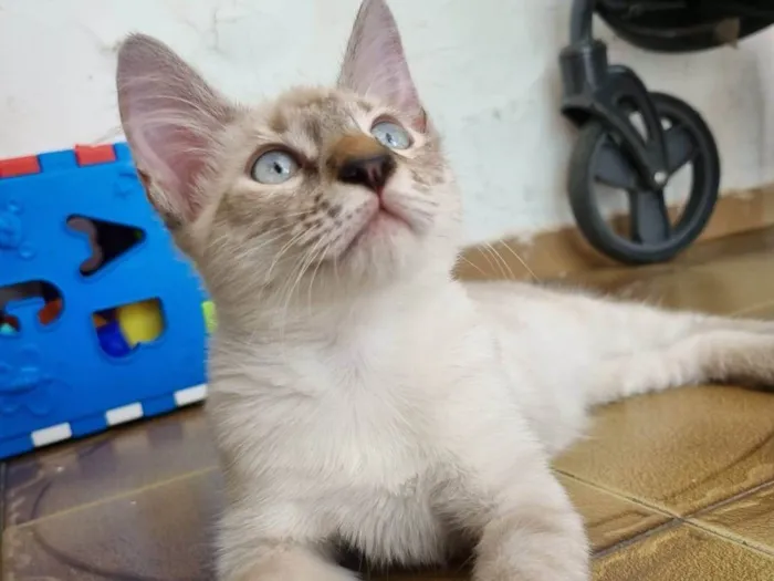 Gato ra a Srd idade 2 a 6 meses nome Duquesa