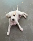 Felipe 