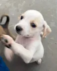Felipe 