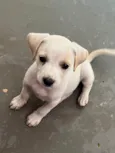 Felipe 