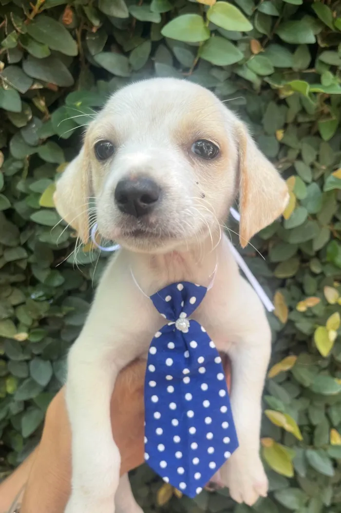 Cachorro ra a SRD-ViraLata idade 2 a 6 meses nome Felipe 