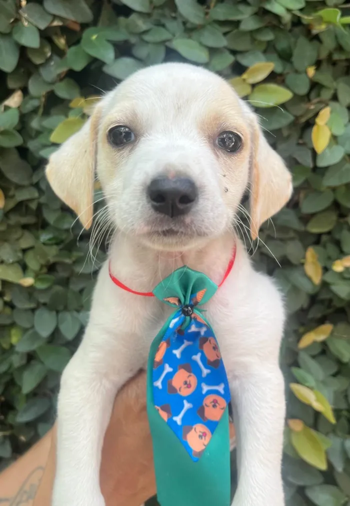 Cachorro ra a SRD-ViraLata idade 2 a 6 meses nome Felipe 