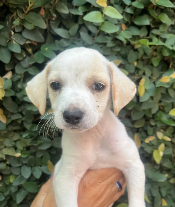 Cachorro ra a SRD-ViraLata idade 2 a 6 meses nome Felipe 