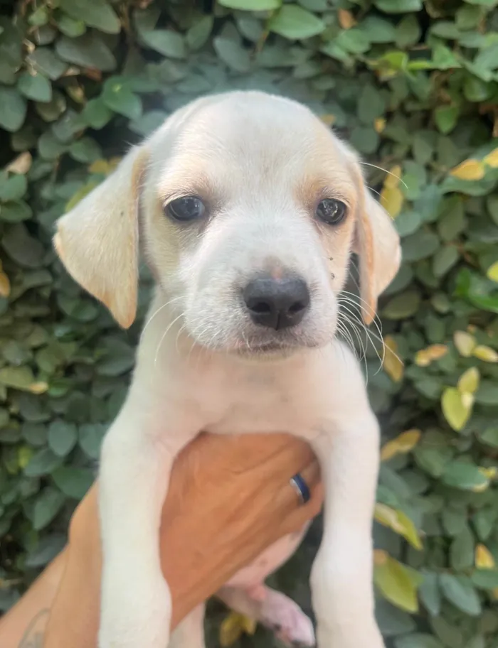 Cachorro ra a SRD-ViraLata idade 2 a 6 meses nome Felipe 