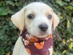 Cachorro raça SRD-ViraLata idade 2 a 6 meses nome Felipe 