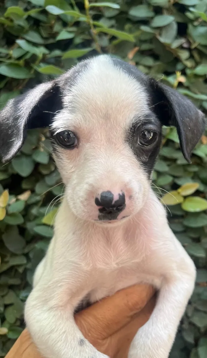 Cachorro ra a SRD-ViraLata idade 2 a 6 meses nome Flaika 