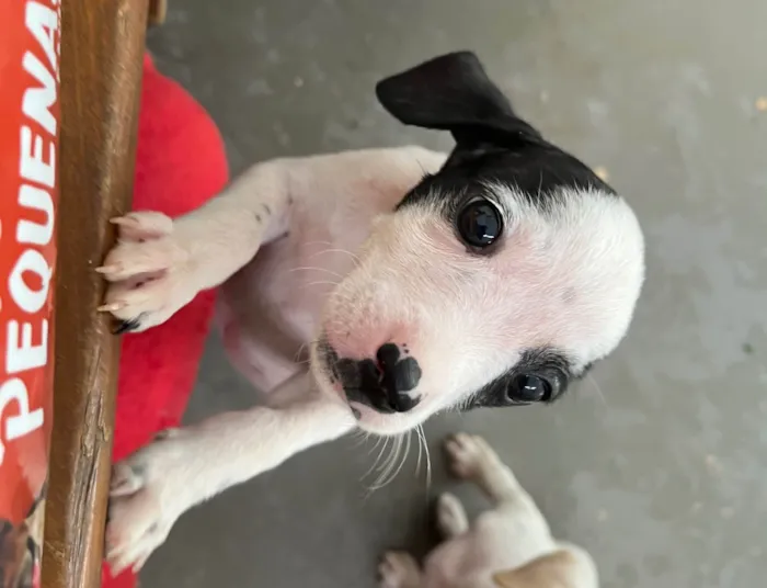 Cachorro ra a SRD-ViraLata idade 2 a 6 meses nome Flaika 