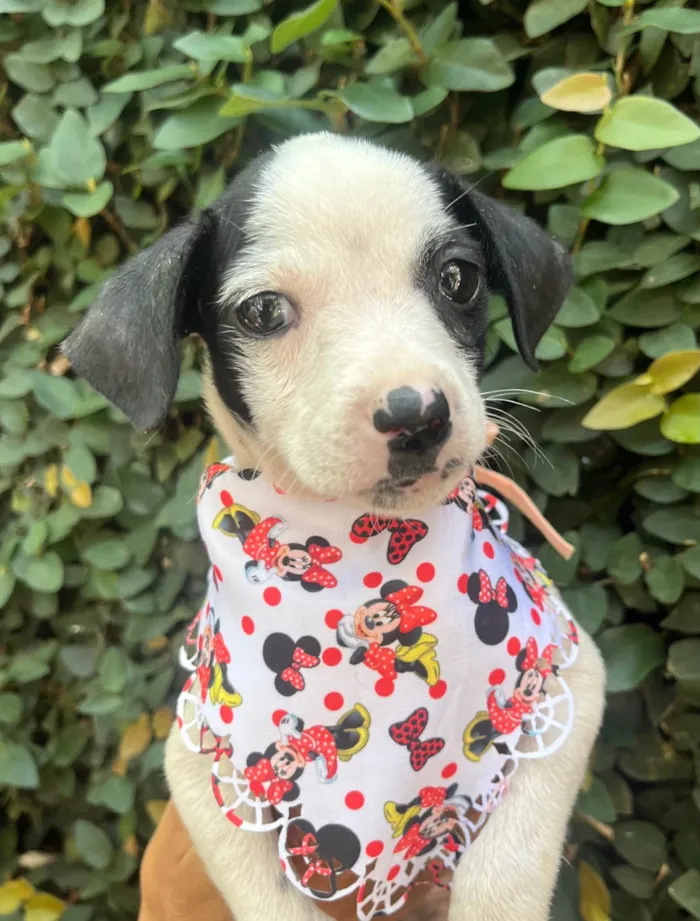 Cachorro ra a SRD-ViraLata idade 2 a 6 meses nome Flaika 