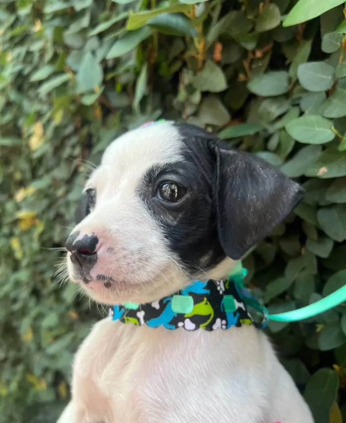 Cachorro ra a SRD-ViraLata idade 2 a 6 meses nome Flaika 
