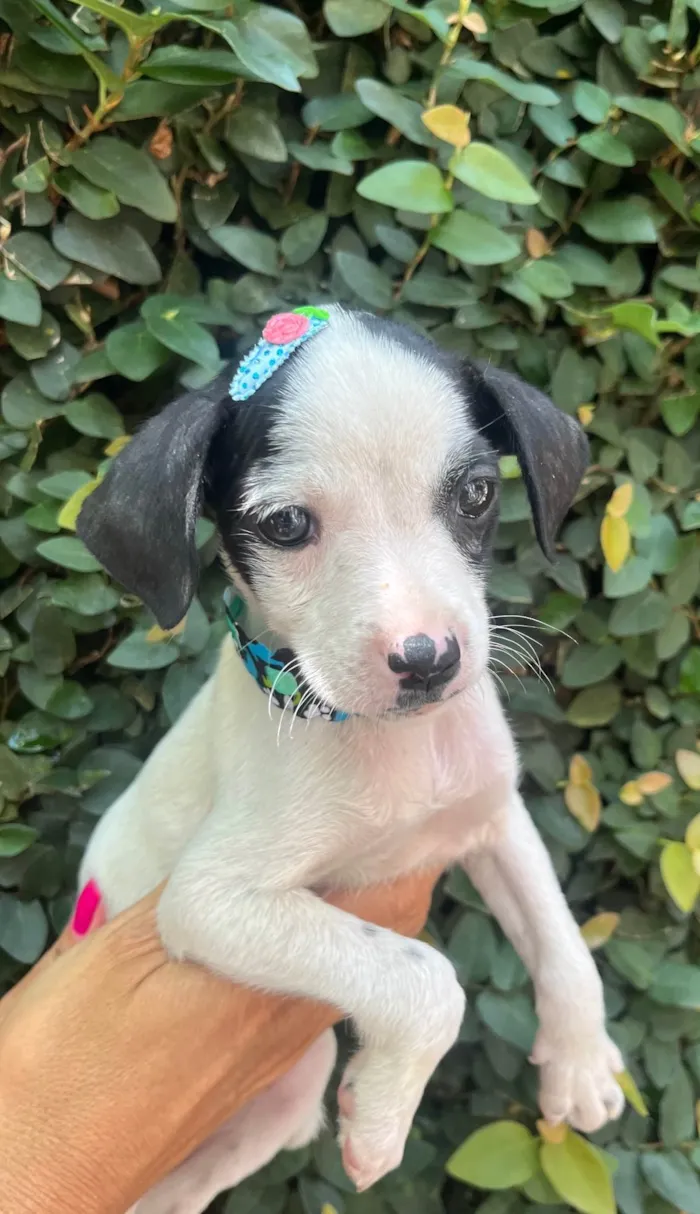 Cachorro ra a SRD-ViraLata idade 2 a 6 meses nome Flaika 