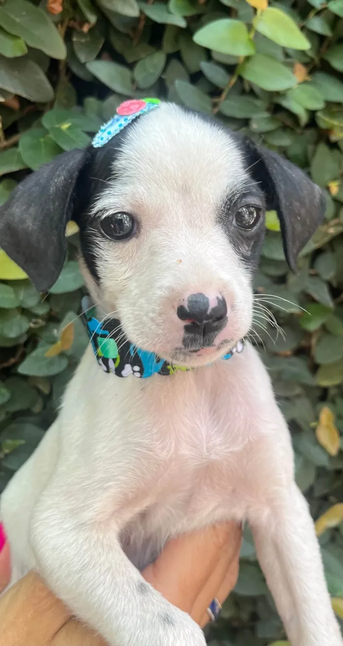 Cachorro ra a SRD-ViraLata idade 2 a 6 meses nome Flaika 