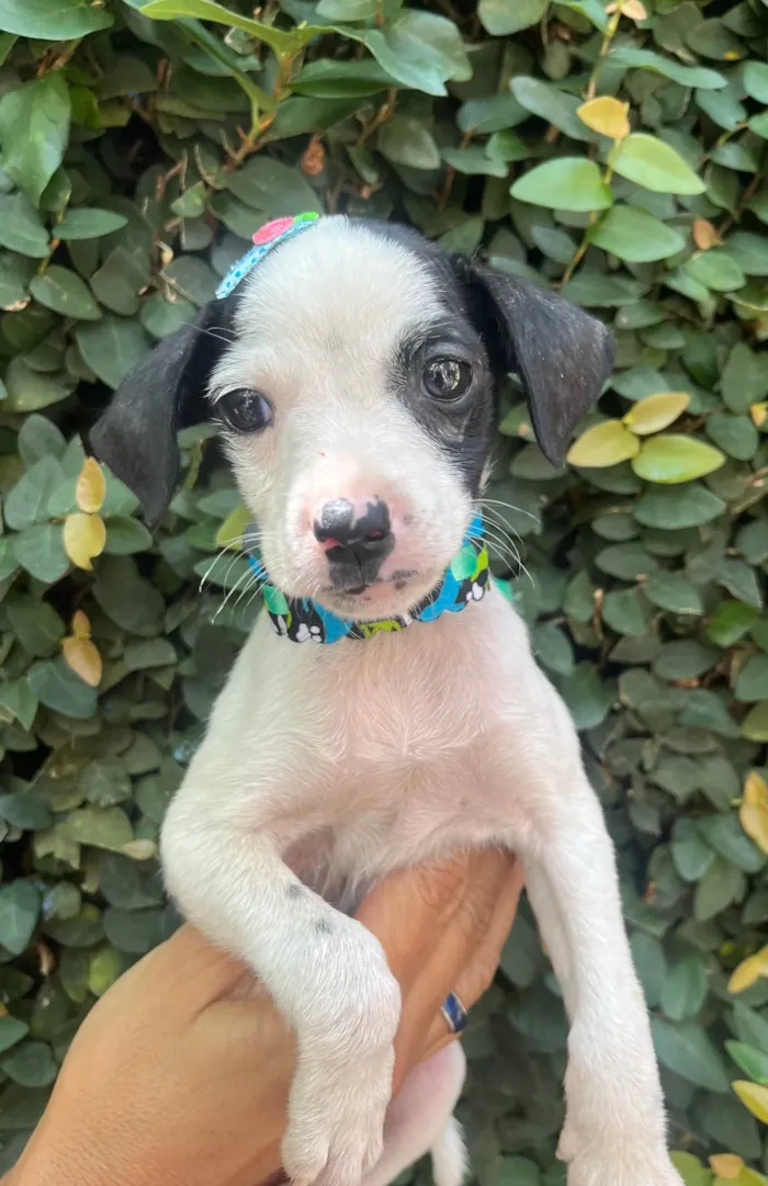 Cachorro ra a SRD-ViraLata idade 2 a 6 meses nome Flaika 