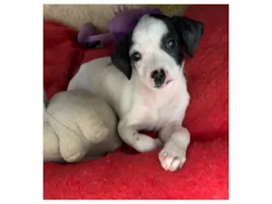 Cachorro raça SRD-ViraLata idade 2 a 6 meses nome Flaika 