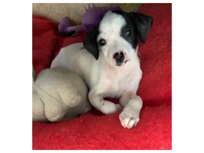 Cachorro ra a SRD-ViraLata idade 2 a 6 meses nome Flaika 