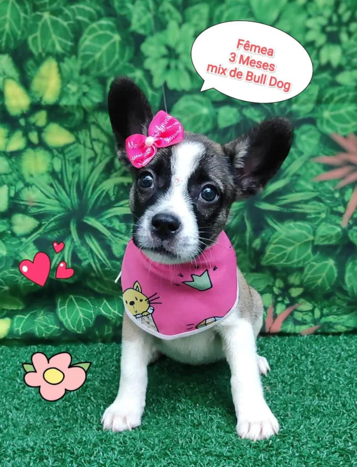 Cachorro ra a Bulldog idade 2 a 6 meses nome Barbie 