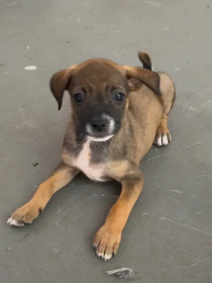 Cachorro ra a SRD-ViraLata idade 2 a 6 meses nome Flyca