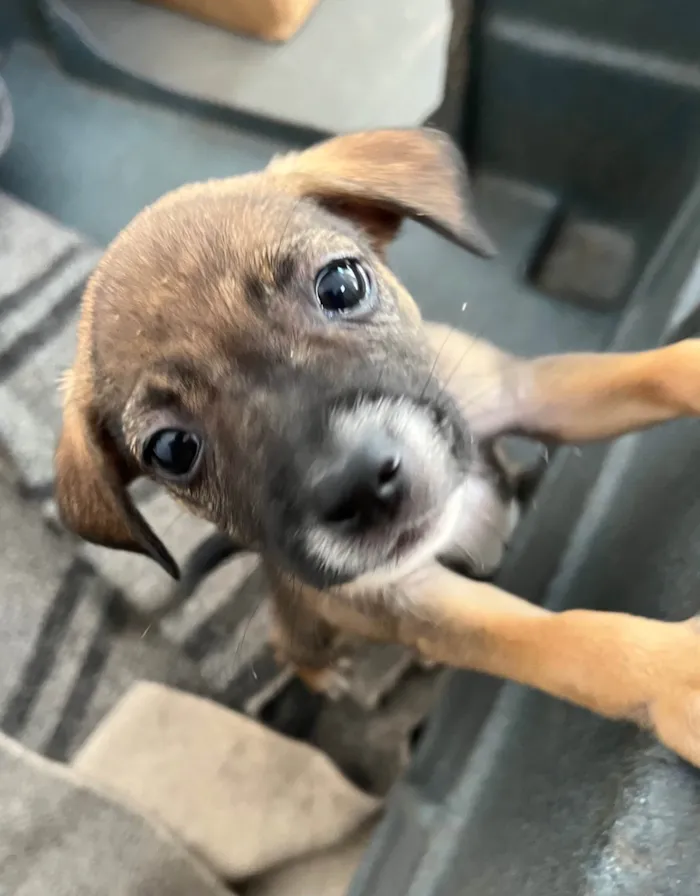 Cachorro ra a SRD-ViraLata idade 2 a 6 meses nome Flyca