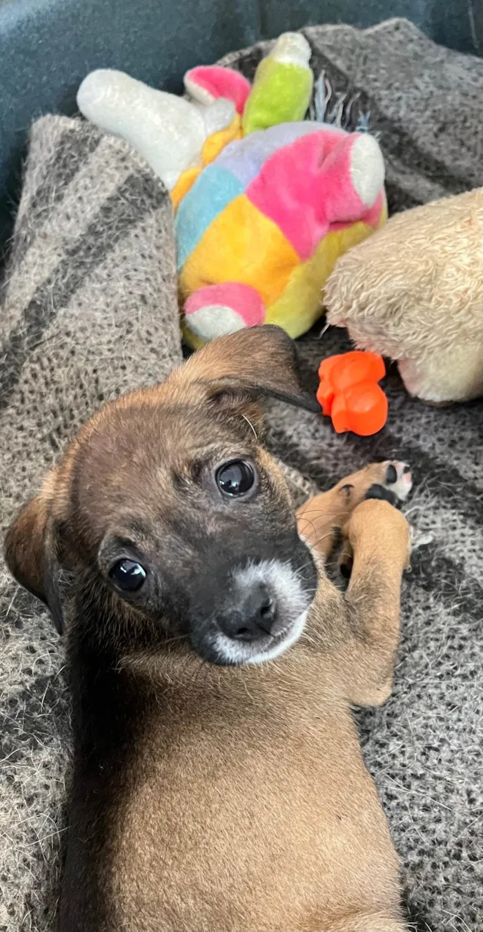 Cachorro ra a SRD-ViraLata idade 2 a 6 meses nome Flyca