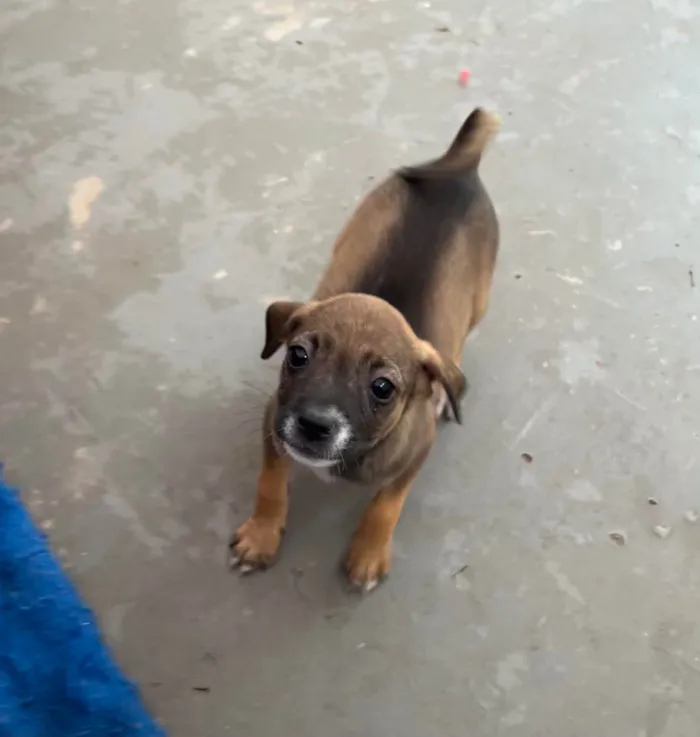 Cachorro ra a SRD-ViraLata idade 2 a 6 meses nome Flyca