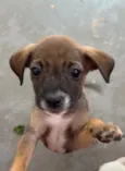 Flyca