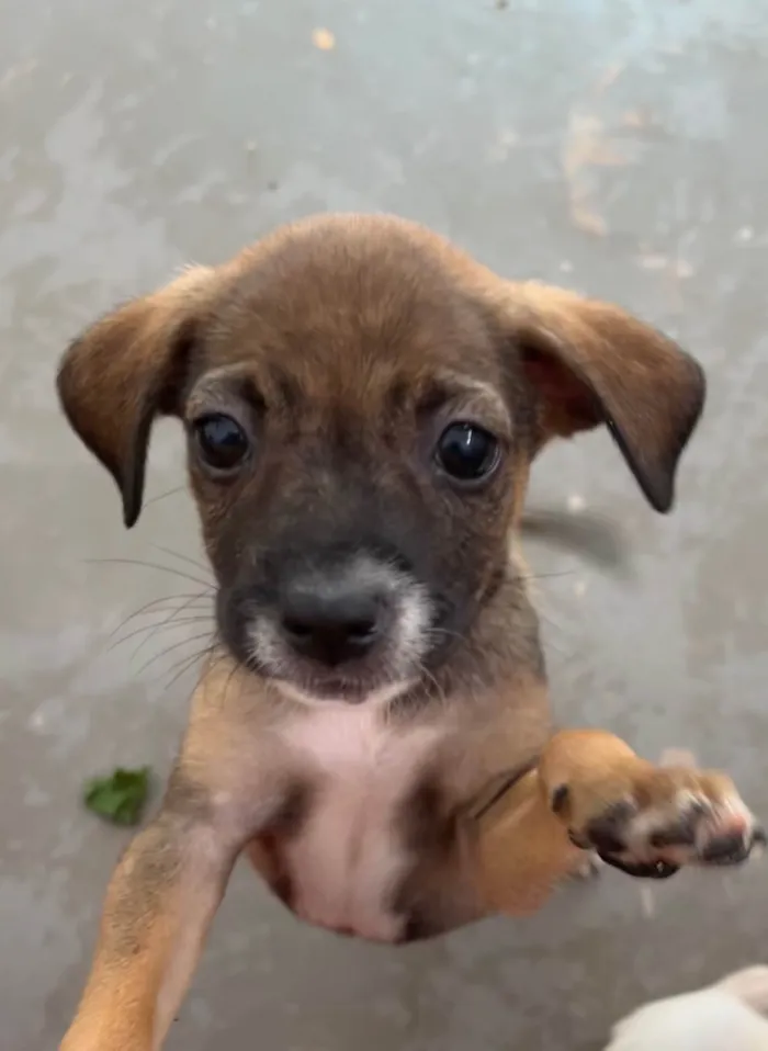 Cachorro ra a SRD-ViraLata idade 2 a 6 meses nome Flyca