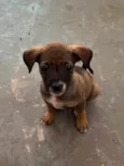 Flyca