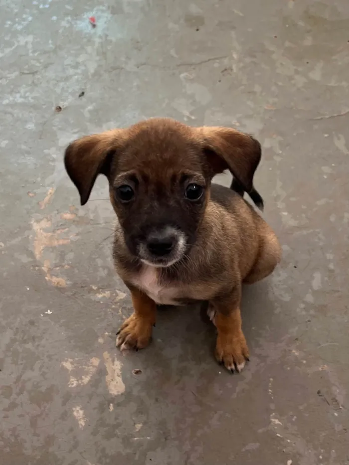 Cachorro ra a SRD-ViraLata idade 2 a 6 meses nome Flyca