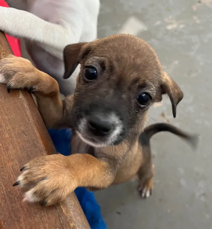 Cachorro ra a SRD-ViraLata idade 2 a 6 meses nome Flyca