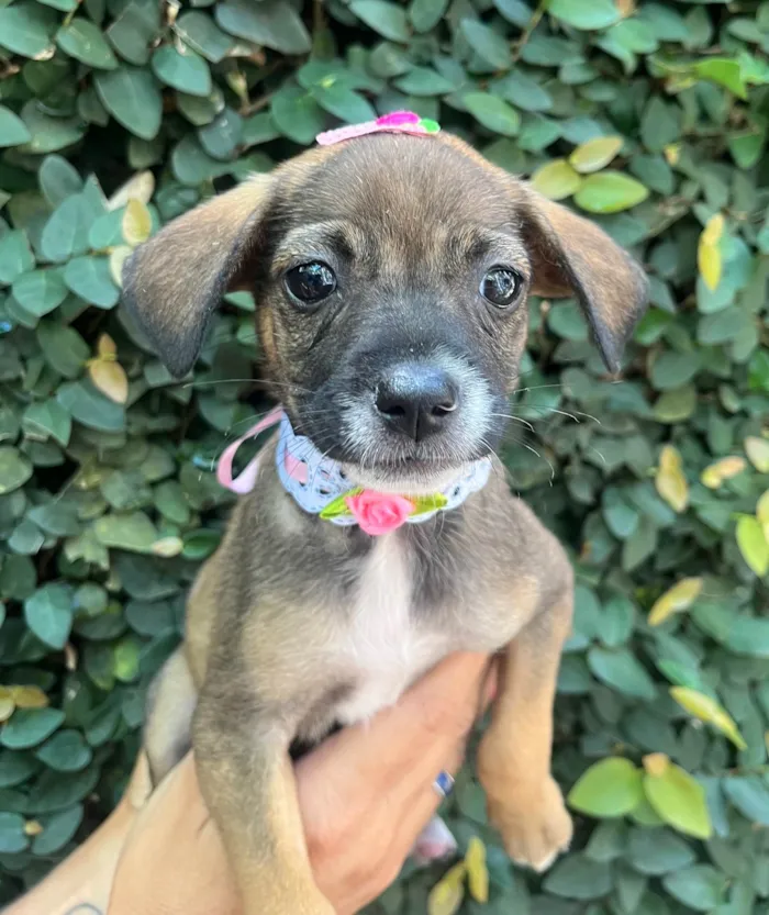 Cachorro ra a SRD-ViraLata idade 2 a 6 meses nome Flyca