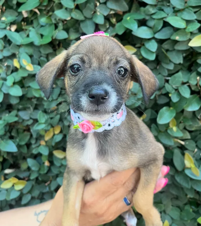 Cachorro ra a SRD-ViraLata idade 2 a 6 meses nome Flyca
