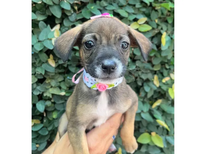 Cachorro ra a SRD-ViraLata idade 2 a 6 meses nome Flyca