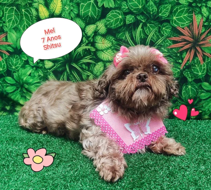 Cachorro ra a Shitzu idade 6 ou mais anos nome Mel shitsu 